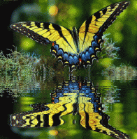 /album/%cf%86%cf%85%cf%83%ce%b7-amp%3b-%ce%b6%cf%89%ce%b7/keefers-animatedbutterflies157-gif/