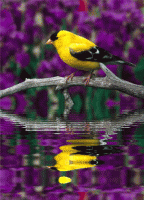 /album/%cf%86%cf%85%cf%83%ce%b7-amp%3b-%ce%b6%cf%89%ce%b7/keefers-animatedanimals52-gif/