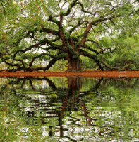 /album/%cf%86%cf%85%cf%83%ce%b7-amp%3b-%ce%b6%cf%89%ce%b7/keefers-animatedlandscape11112-3-gif/